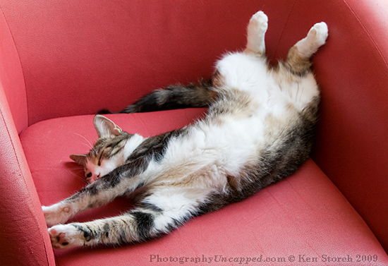 "Capellina in Repose" or "The cat in the Red Chair Stretches Back"