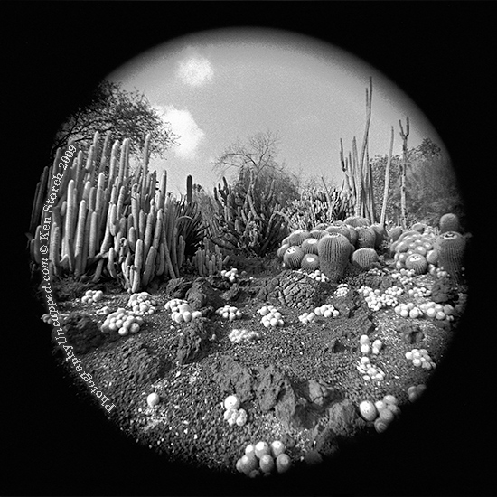 Preternatural Cactus Landscape
