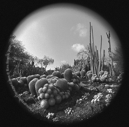 Surreal Cactus Landscape in the Huntington Gardens