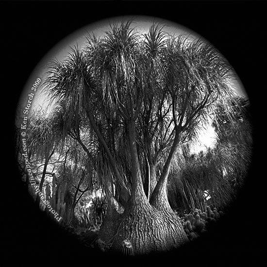 Ultrawide surreal tree image
