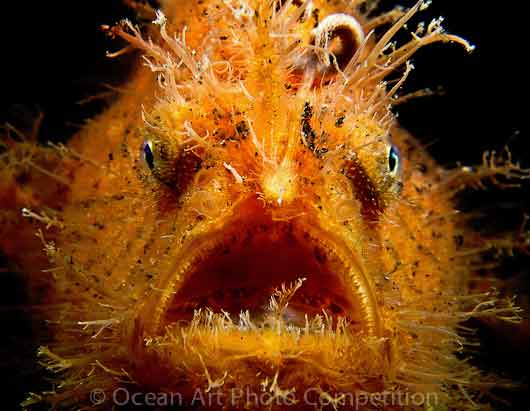 Jackie Campbell "Hairy Stare"Lembeh, Indonesia ©Ocean Art Photo Competition